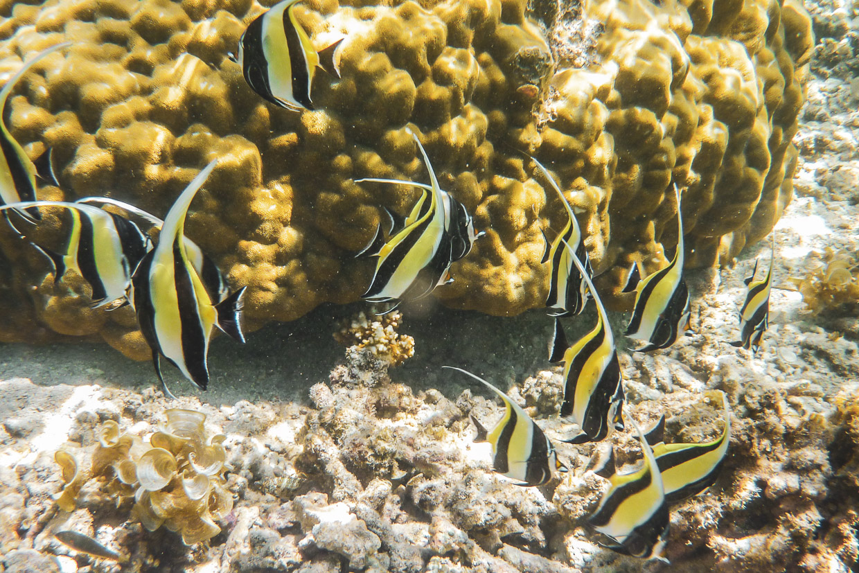 ein kleiner Fischschwarm zwischen Korallen