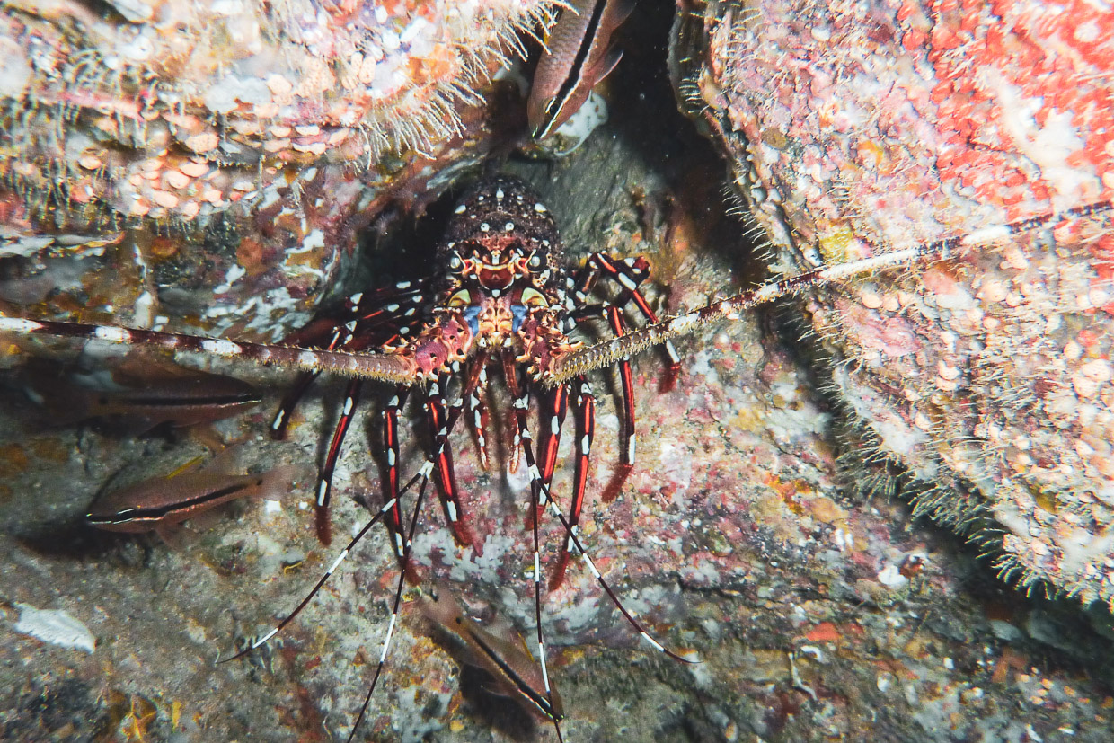 eine Languste in der Bucht vor der Coin de Mire, Mauritiuis